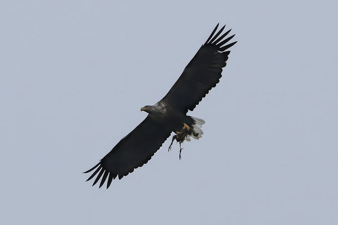 Seeadler 1a