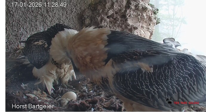 Screenshot_20260117-112952~2