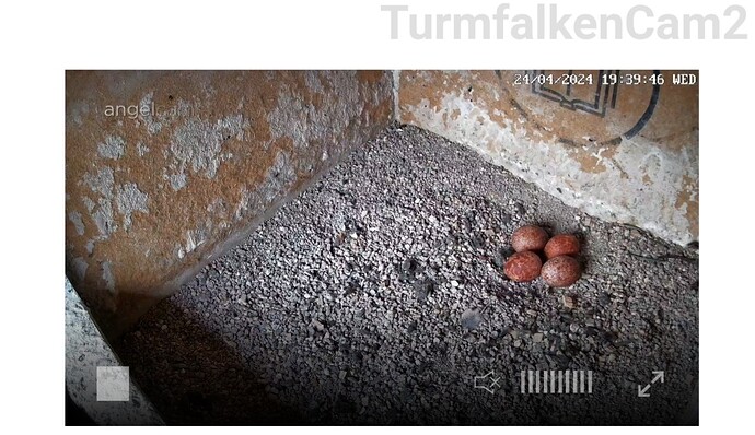 Screenshot_20240424_194006_Samsung Internet