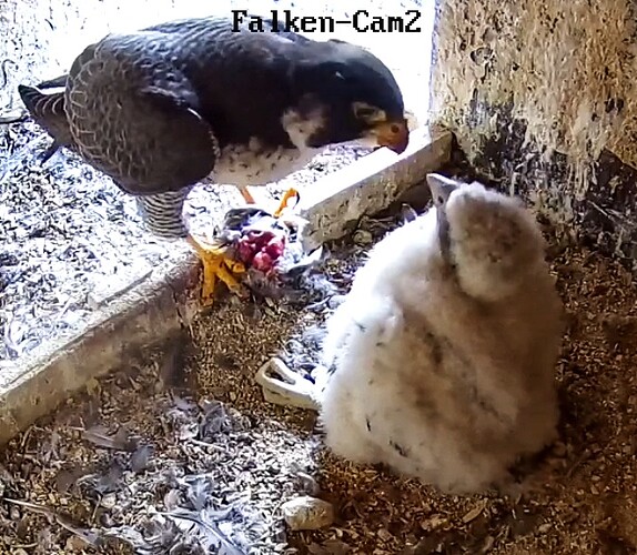 Screenshot_20230515-053543-01