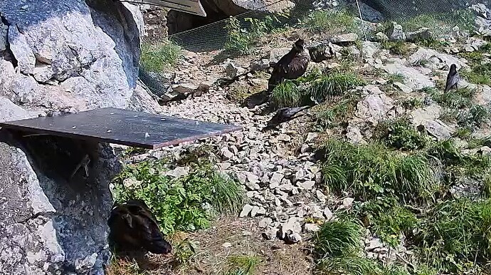 L. vertreibt Krähen 10.06.25