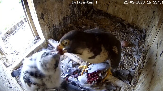 Screenshot_20230521_165600_Chrome