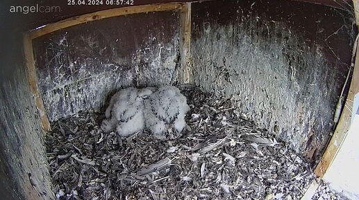 Snap_2024.04.25_06h58m41s_002_