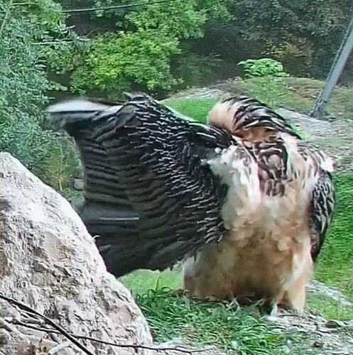 Screenshot_2025-08-11-20-40-06-136_com.android.chrome