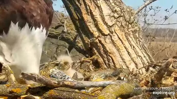 dech_230412_chick