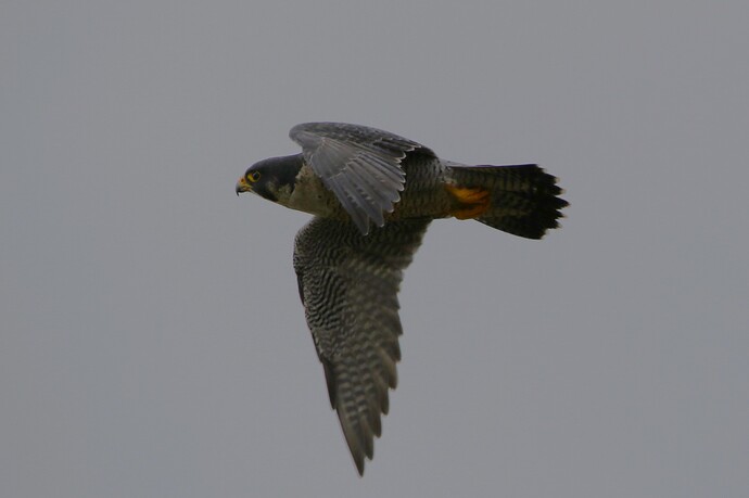 Falco Ostseite 14a