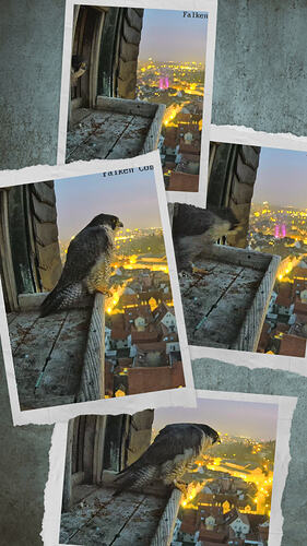 20260125_072345-COLLAGE