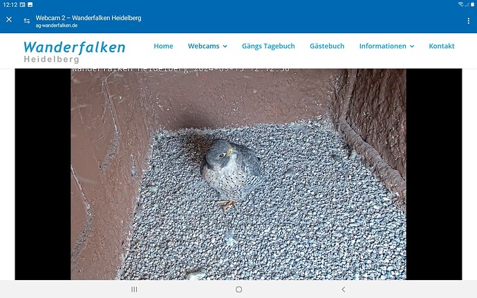 Screenshot_20240915-121229_Chrome