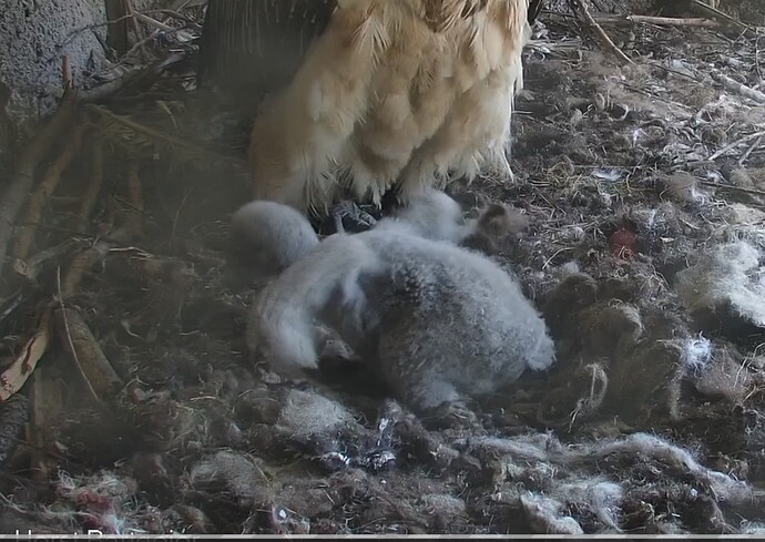 Flügeltraining 30.03.24