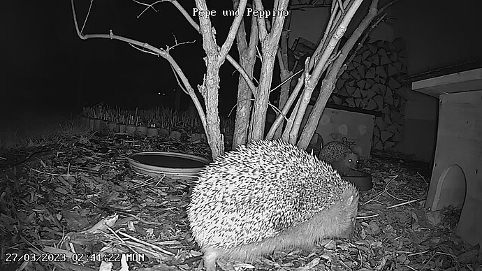 Pepe und Peppino_playback_1679894019709