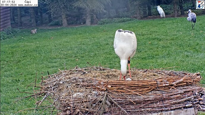 Screenshot_2024-04-30-08-19-50-290_com.google.android.youtube