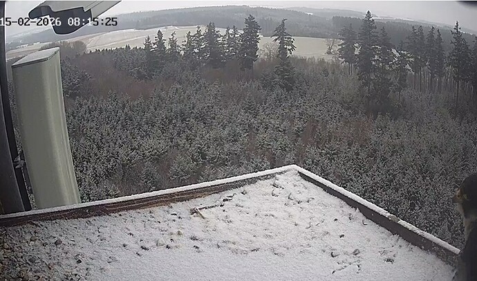 Screenshot_20260215_081522_Chrome