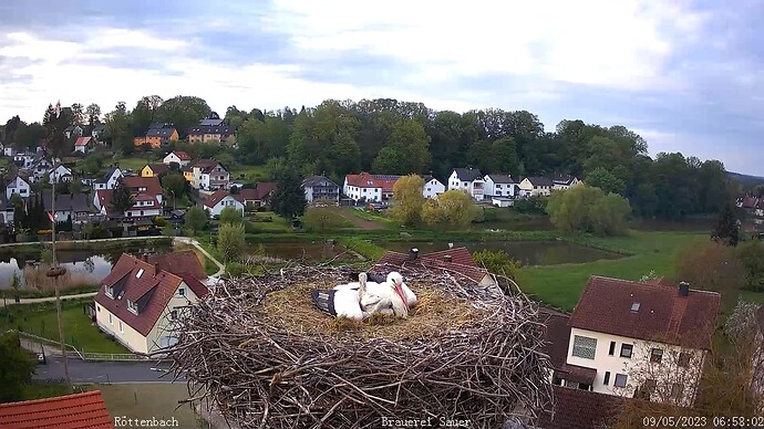 2.guck