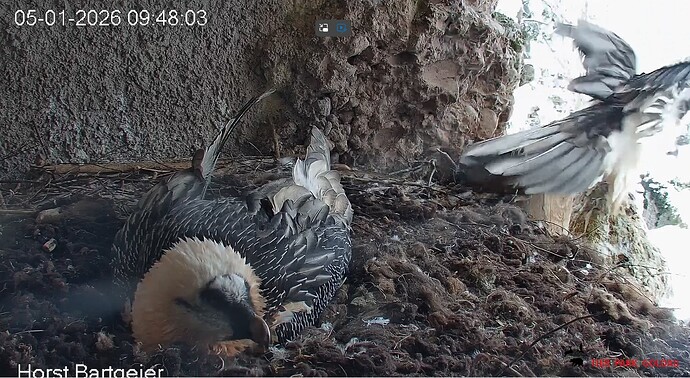 Hans geht 1 05.01.26