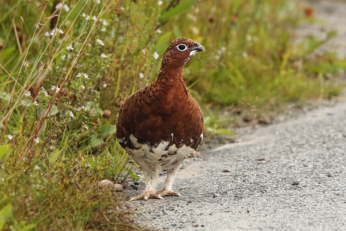 Moorschneehuhn 1a