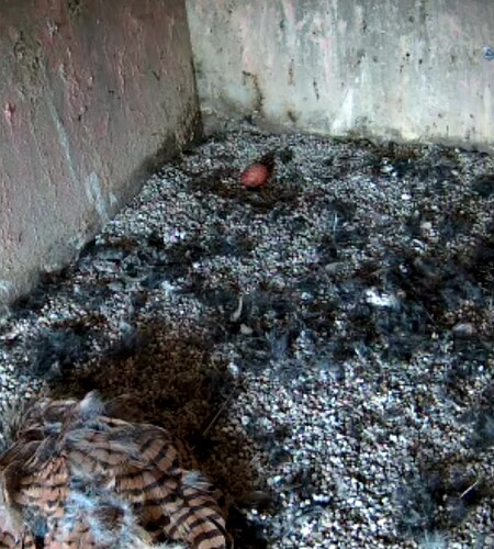 Screenshot_20240505-124955~2