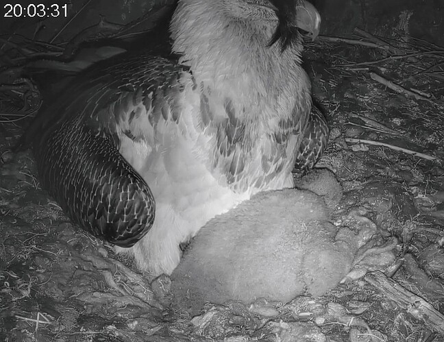 Screenshot_2024-03-28-20-03-44-689_com.android.chrome