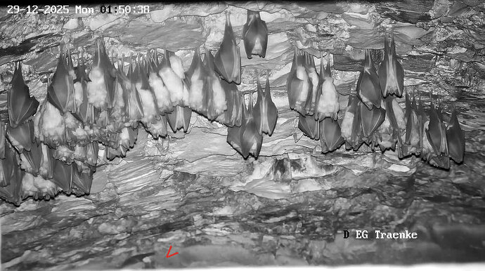 2025-12-29 ab 01.00_2 Glattnase landet