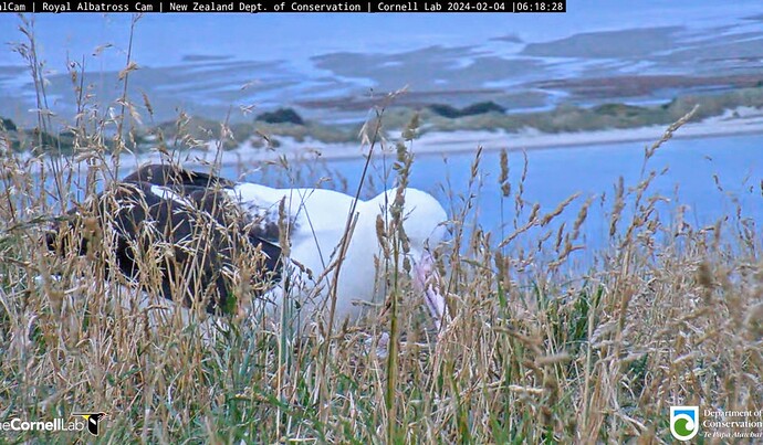 Screenshot_2024-02-03-20-44-50-408_com.google.android.youtube