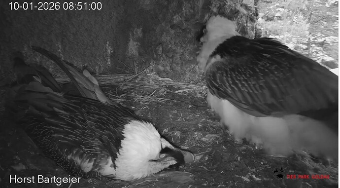 Besuch von H 10.01.26