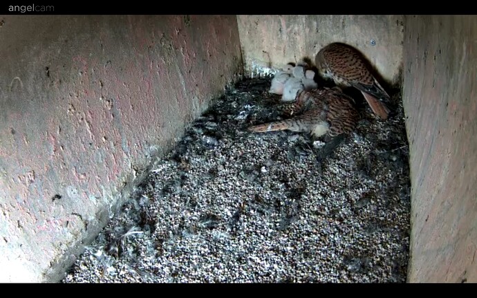 Screenshot_20240616-092030_Chrome