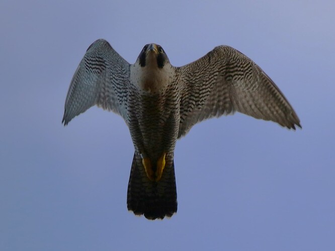 Wanda fliegt über mir