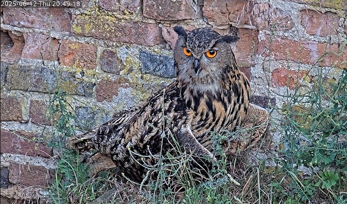 Screenshot 2025-06-12 204459