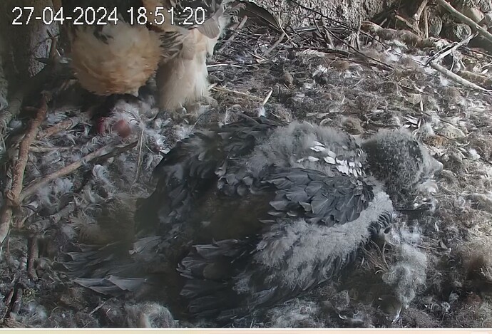 Verdauungsschlaf, Mascha kümmert sich um Essensreste 27.04.24