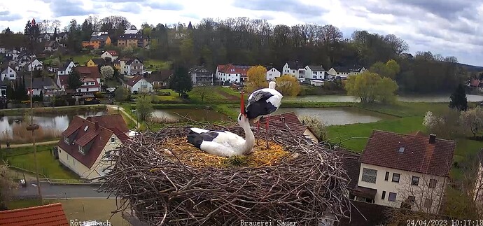 2023-04-24 10_18_01-Storchen-Webcam (Röttenbacher Storchennest) – Gemeinde Röttenbach und 6 weitere