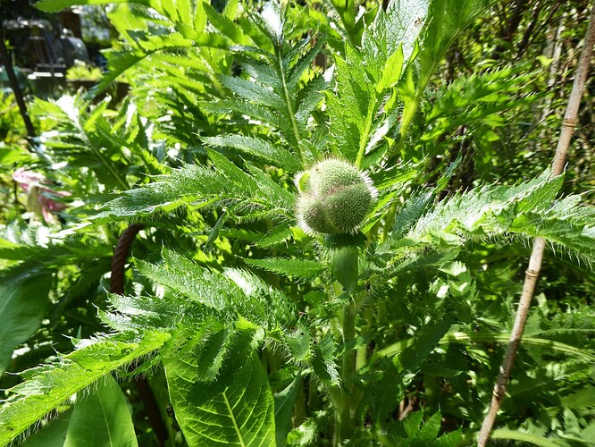 P1050928