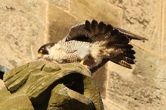 Falco Sonntagabend 3