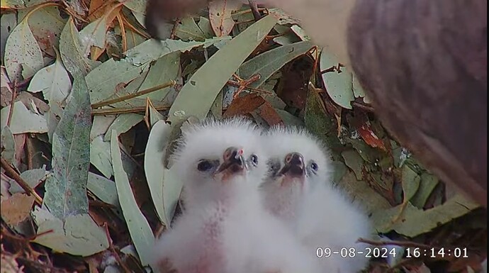 Screenshot_20240809_081429_YouTube