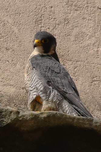 Falco Sonntag 12c