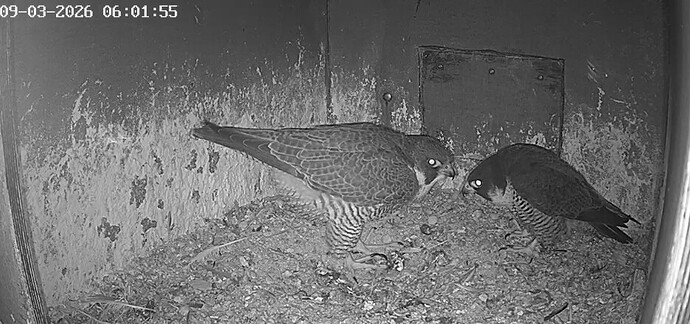 Screenshot_20260309_055527_Chrome