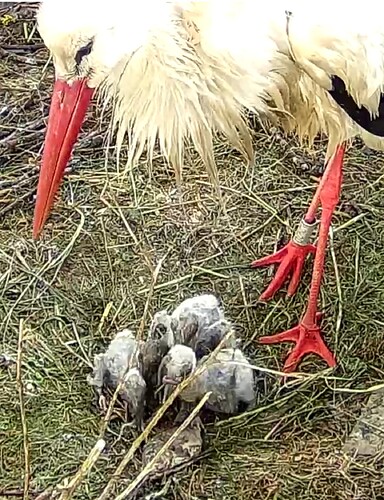 Screenshot_20240502-171441~2