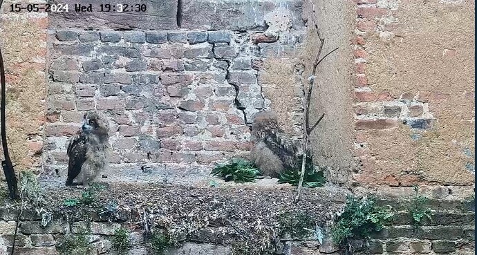 Screenshot_20240515_193247_Chrome