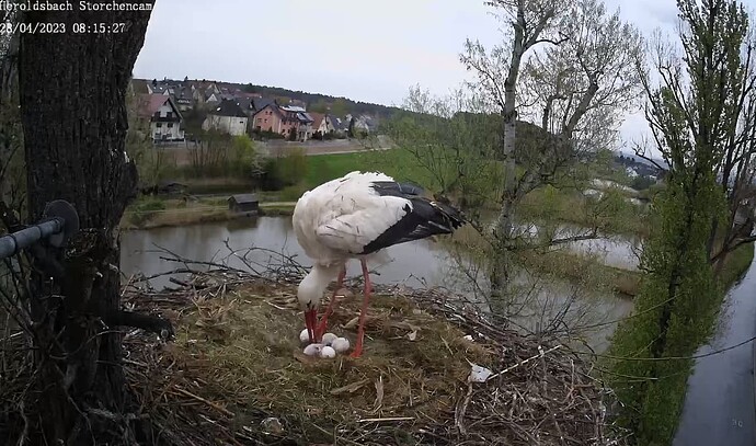 2023-04-28 08_15_51-Gemeinde Heroldsbach_ Storchencam und 2 weitere Seiten - Persönlich – Microsoft​