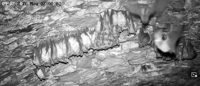 2026-02-9_1 ab 02.00  zwei Langohren
