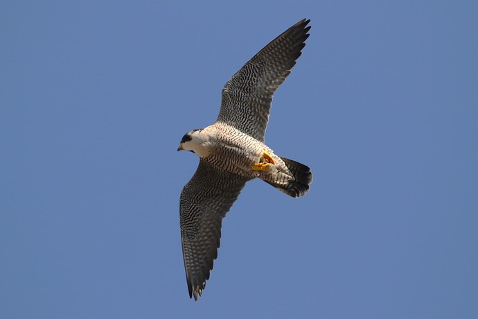 Falco Anflug 1