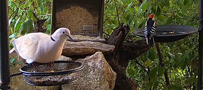 Tüta und Specht 1 31.07.24