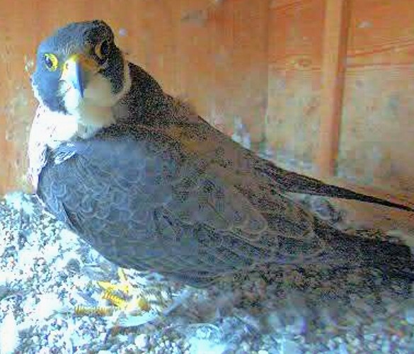 Screenshot_2025-11-25-15-54-58-904_com.android.chrome~2