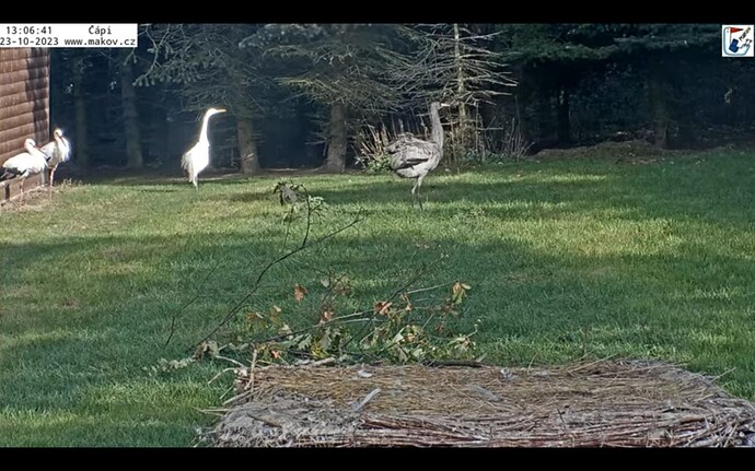 Screenshot_20231023-205844_Chrome