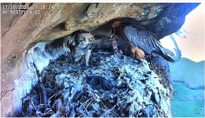 Screenshot 2025-10-17 173027