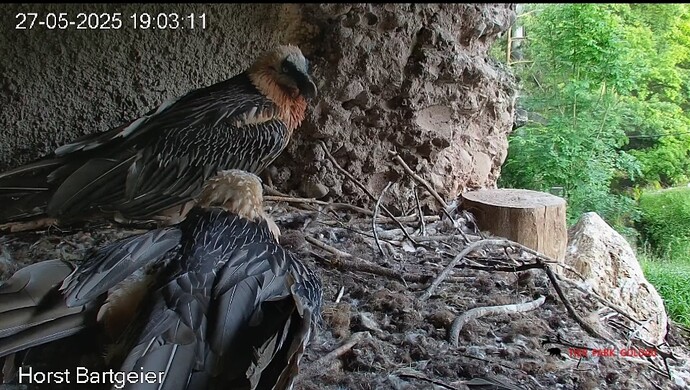 Screenshot_20250527_190415_Chrome