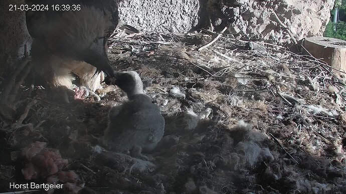 SnapShot-20240321_163942