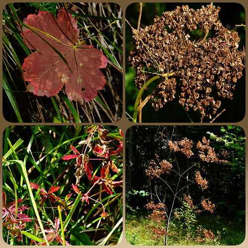 collage20260902