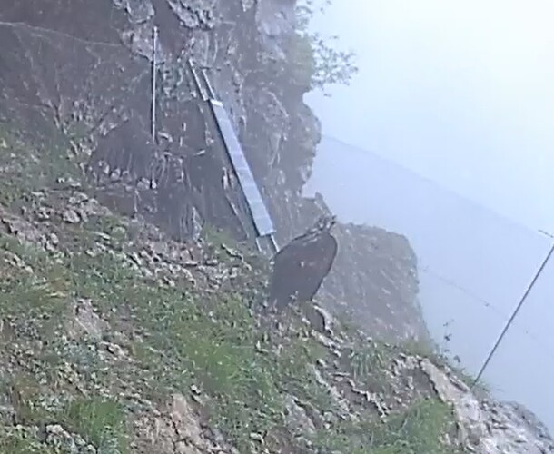 Gähnen und Flügel strecken 03.06.24