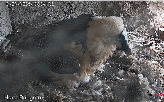 Hans polstert Nest 16.02.25