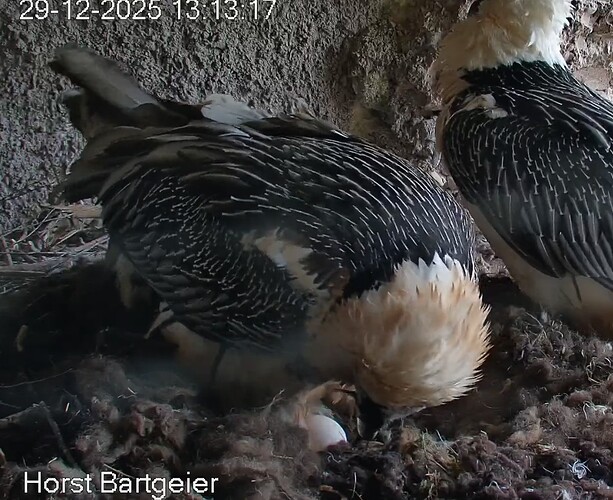 Screenshot_2025-12-29-13-14-22-097_com.android.chrome