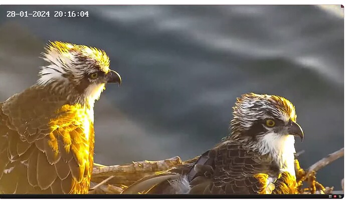 Screenshot 2024-01-28 110739